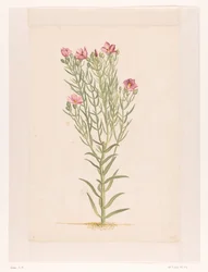 Plant met roze bloemen