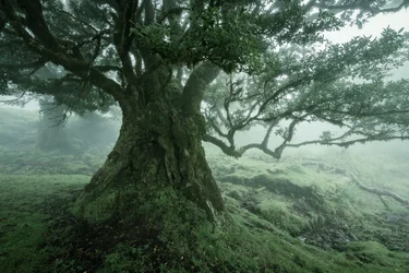 Bohemoth, 2025 (foto)