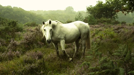 In de Gloaming, 2023 (foto)