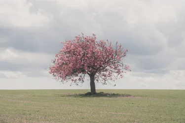 Sluimerende reuzen, 2025 (foto)