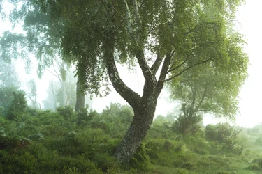 Bosverhalen III, 2024 (foto)