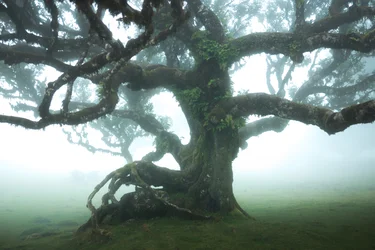 Het bos blijft IIII, 2023 (foto)
