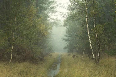 De luisterboom, 2023 (foto)