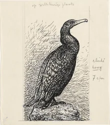 Aalscholver
