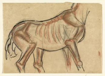 Skelet van een paard