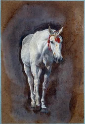 Een paard (tekening)