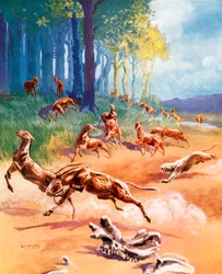 Een scène uit de evolutie van het paard (kleurenlitho)
