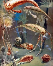 Leven in paleozoïsche zeeën (kleurenlitho)