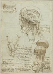 Een manuscriptblad met anatomische tekeningen en aantekeningen