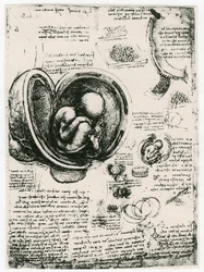 Anatomische Schets van een Menselijke Foetus in de Baarmoeder