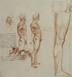 Anatomiestudies