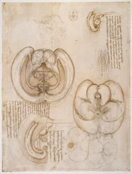 Anatomiestudies