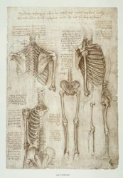 Anatomische studies