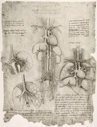 Anatomiestudies