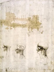 Anatomiestudies
