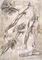 Anatomische studies