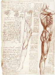Anatomische studies: de musculatuur van de romp en de benen