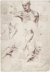 Anatomische studies: De oppervlakkige spieren van hals en schouder