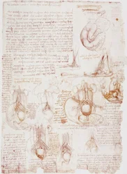 Anatomische studies: Navelstreng / Foetus