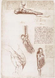 Anatomische studies: Oppervlakte-anatomie van de schouder / Botten van de voet