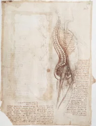 Anatomiestudies: Wervelkolom