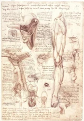 Anatomische studies: Tong, keel, strottenhoofd en slokdarm