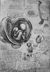 Tekeningen van een embryo in de baarmoeder, ca. 1480
