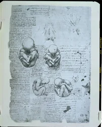 Vijf aanzichten van een foetus in de baarmoeder, facsimilekopie