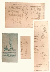 Vier tekeningen die de theorie van de bewegingen van het menselijk lichaam illustreren, ca. 1472-ca. 1519, 1883