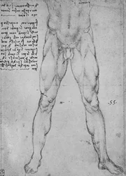 Studie van de onderste helft van een naakte man die naar voren kijkt, ca. 1480 1945