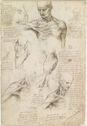 Oppervlakkige anatomie van de schouder en nek (recto)
