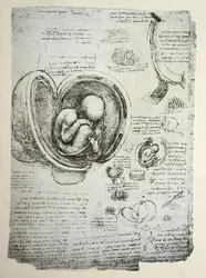 De menselijke foetus in de baarmoeder, facsimile kopie