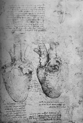 Twee tekeningen van het hart, ca. 1480 1945