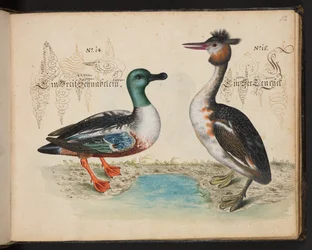 Een exacte natuurlijke beschrijving en afbeelding van de watervogels, vissen, viervoetige dieren, insecten en wormen, die in de wateren van Straatsburg worden gevonden, die ik zelf heb geschoten en behandeld. Leonard Baldner, visser en burger in Straatsbur