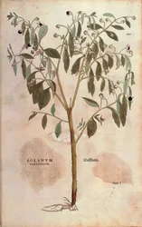 Belladonna - Atropa belladonna door Leonhart Fuchs uit De historia stirpium commentarii insignes, gekleurde gravure