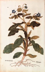 Bernagie - Borago officinalis (Buglossum) door Leonhart Fuchs uit De historia stirpium commentarii insignes (Notable Commentaries on the History of Plants), gekleurde gravure