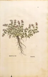 Brekland of Wilde Tijm (Thymus serpyllum), gekleurde gravure