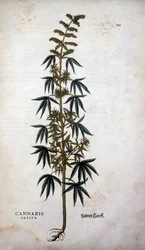 Cannabis Sativa (Hennep) - in 