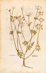Karwij - Carum carvi (Caros) door Leonhart Fuchs uit De historia stirpium commentarii insignes (Notable Commentaries on the History of Plants), gekleurde gravure