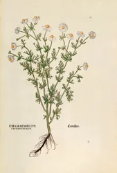 Kamille - Matricaria chamomilla, gekleurde gravure uit De historia stirpium commentarii insignes