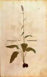 Gewone Bistort - Persicaria bistorta door Leonhart Fuchs uit De historia stirpium commentarii insignes, gekleurde gravure