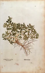 Postelein of varkensgras - Portulaca oleracea, gekleurde gravure uit De historia stirpium commentarii insignes