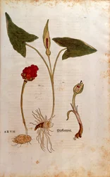 Gevlekte Aronskelk of Italiaanse Aronskelk - Arum italicum (Arum) door Leonhart Fuchs uit De historia stirpium commentarii insignes (Opmerkelijke Commentaren op de Geschiedenis van Planten), gekleurde gravure