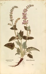 Drakenmond (Horminum of Orminum sylvestre) door Leonhart Fuchs uit De historia stirpium commentarii insignes (Opmerkelijke commentaren over de geschiedenis van planten), gekleurde gravure