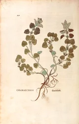Hondsdraf - Glechoma hederacea (Chamaecissos) door Leonhart Fuchs uit De historia stirpium commentarii insignes (Notable Commentaries on the History of Plants), gekleurde gravure
