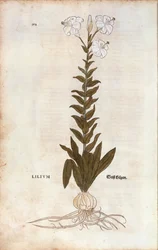 Lelie (Lilium) door Leonhart Fuchs uit De historia stirpium commentarii insignes (Opmerkelijke commentaren over de geschiedenis van planten), gekleurde gravure