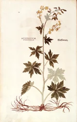 Noordelijke monnikskap (Aconitum lycoctonum) door Leonhart Fuchs uit De historia stirpium commentarii insignes (Notable Commentaries on the History of Plants), gekleurde gravure