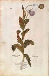 Slaapbol - Papaver somniferum (Papaver satiuum) door Leonhart Fuchs uit De historia stirpium commentarii insignes (Notable Commentaries on the History of Plants), gekleurde gravure