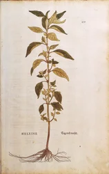 Pellitory-of-the-wall of lichwort - Parietaria officinalis door Leonhart Fuchs uit De historia stirpium commentarii insignes, gekleurde gravure