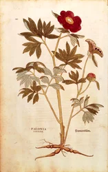 Pioenroos - Paeonia officinalis (Paeonia foemina) door Leonhart Fuchs uit De historia stirpium commentarii insignes (Opmerkelijke commentaren over de geschiedenis van planten), gekleurde gravure